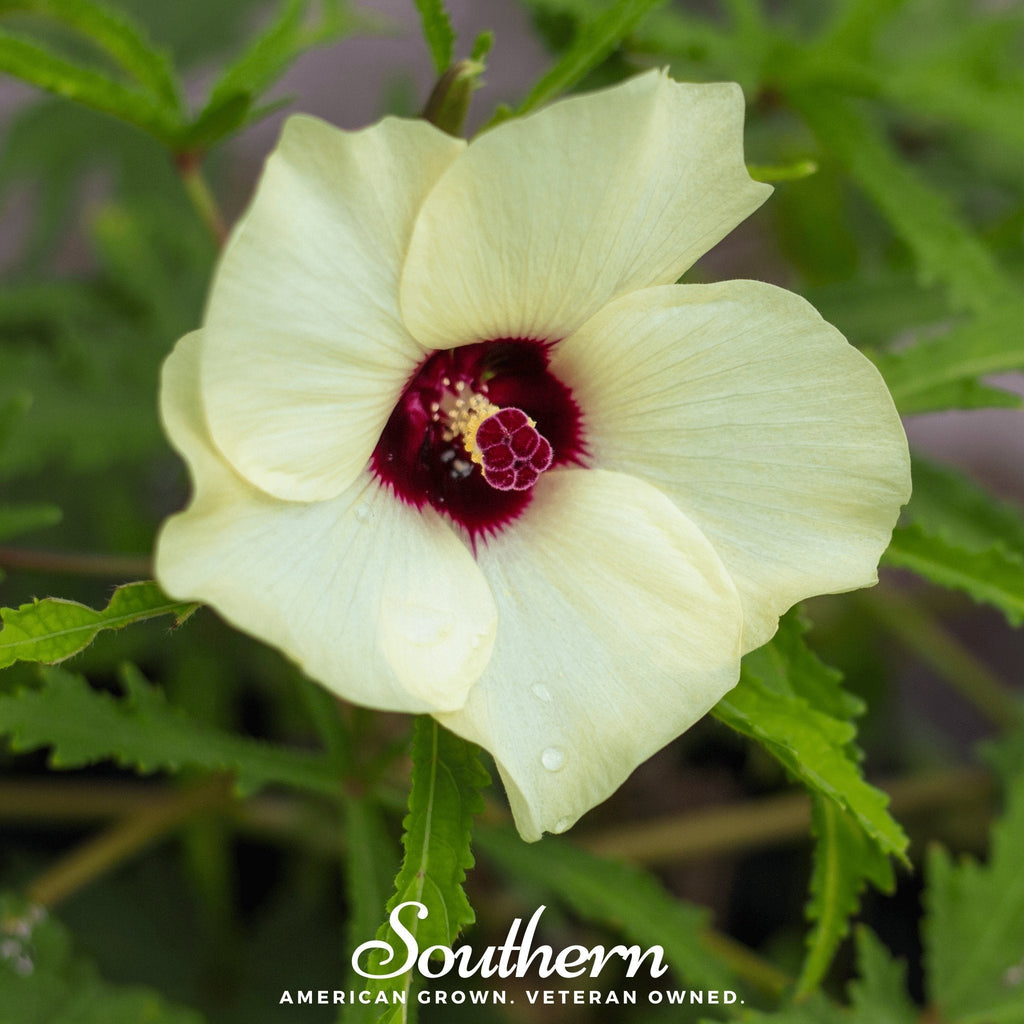 Pale yellow okra flower with red center and green leaves