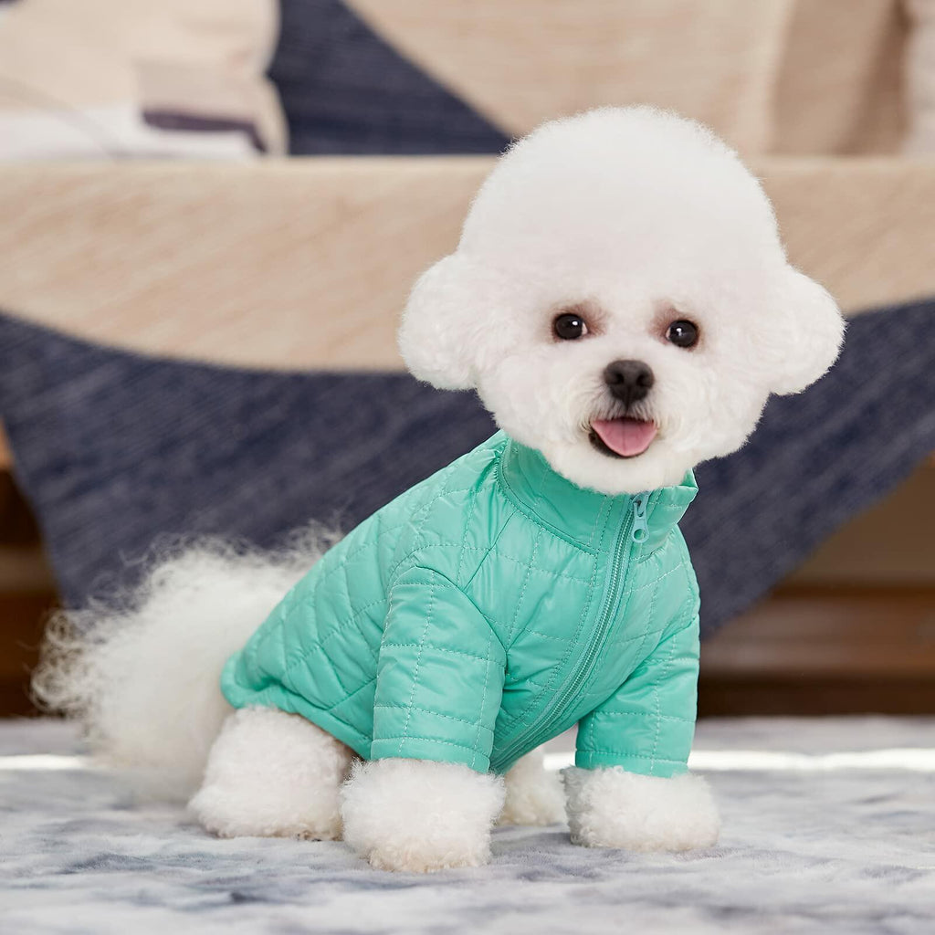 Teal zip-up dog winter coat on a small white dog