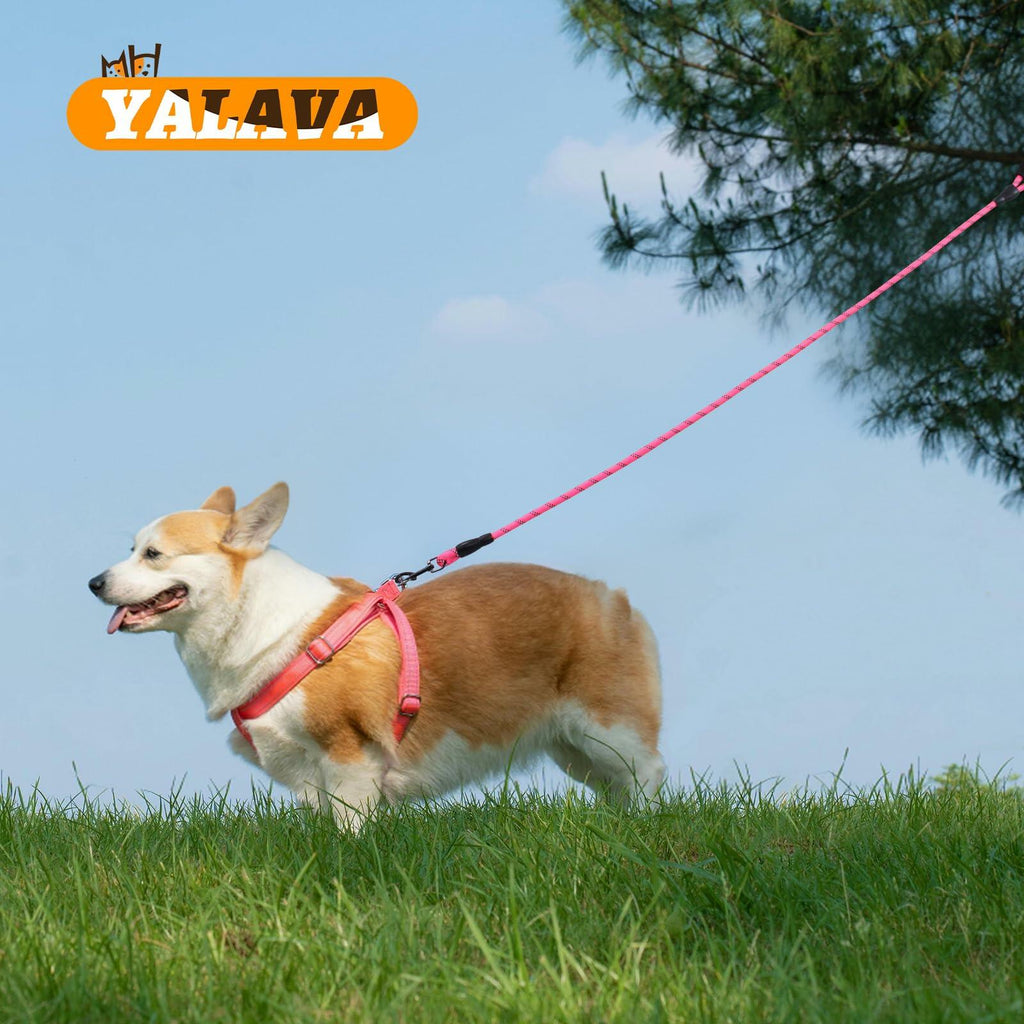 Dog walking with pink reflective leash, black padded handle, and metal clasp