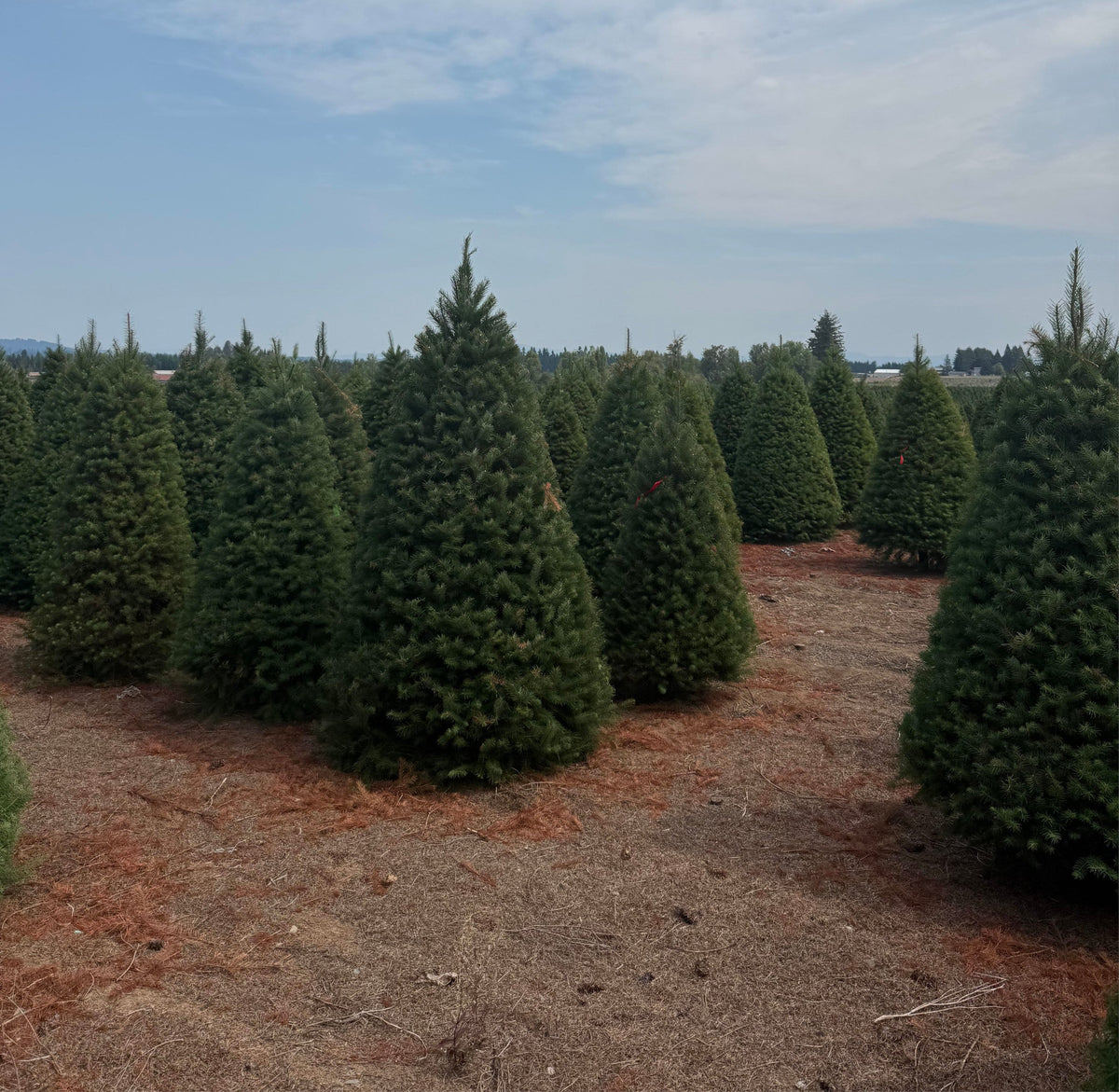 Douglas fir Christmas trees lined up in a field, multiple trees outdoors