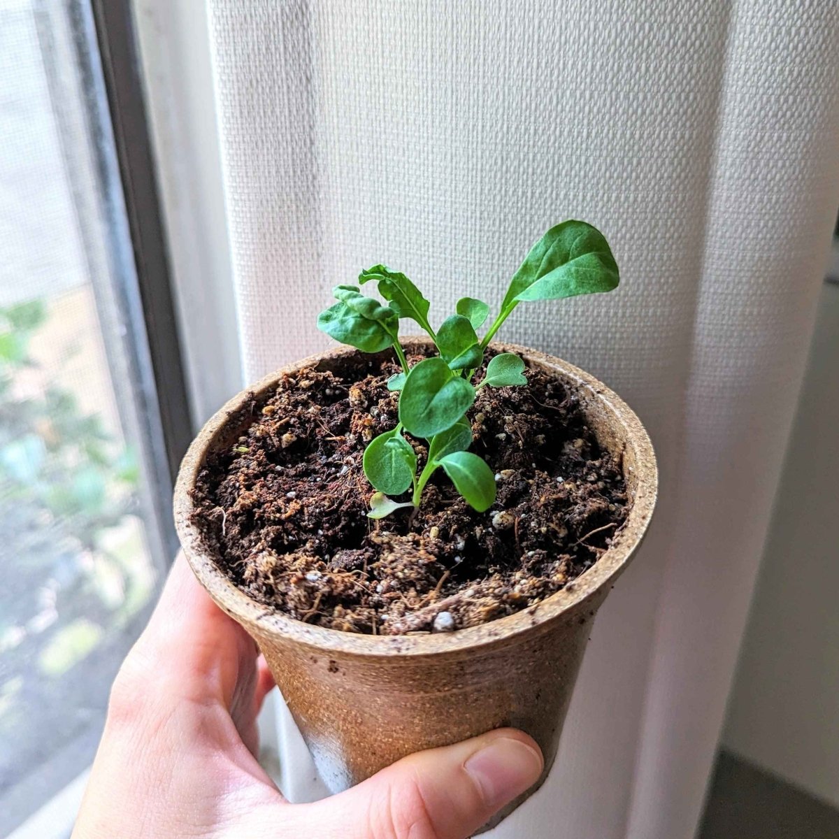 Small potted arugula plant in seedling stage held in a hand