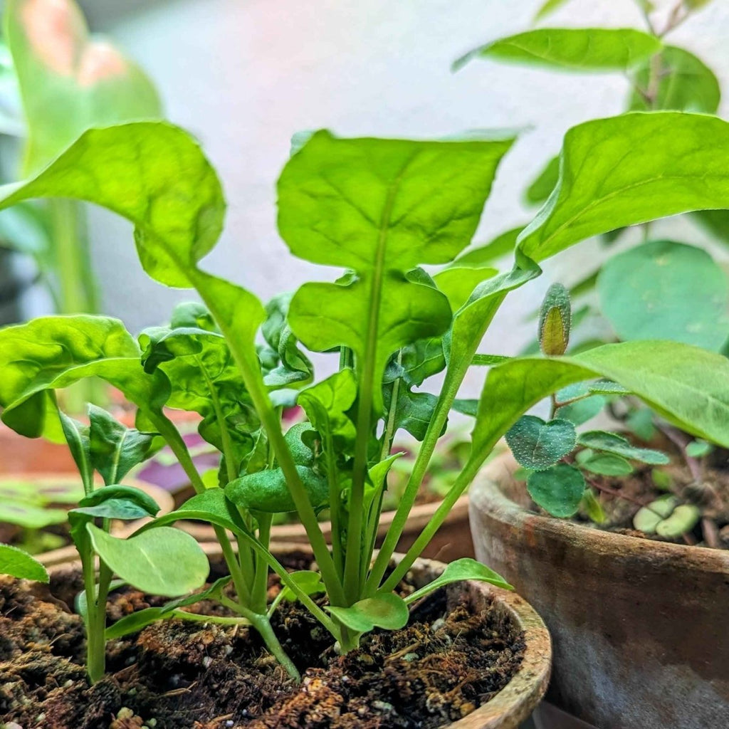 Arugula seedlings growing in soil with several green leaves