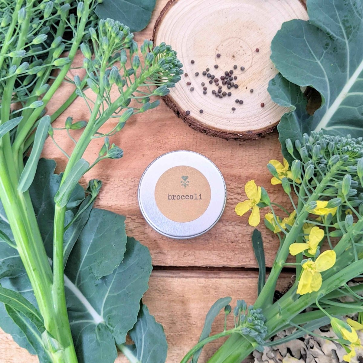 Organic broccoli seeds tin on wooden slice surrounded by broccoli plants