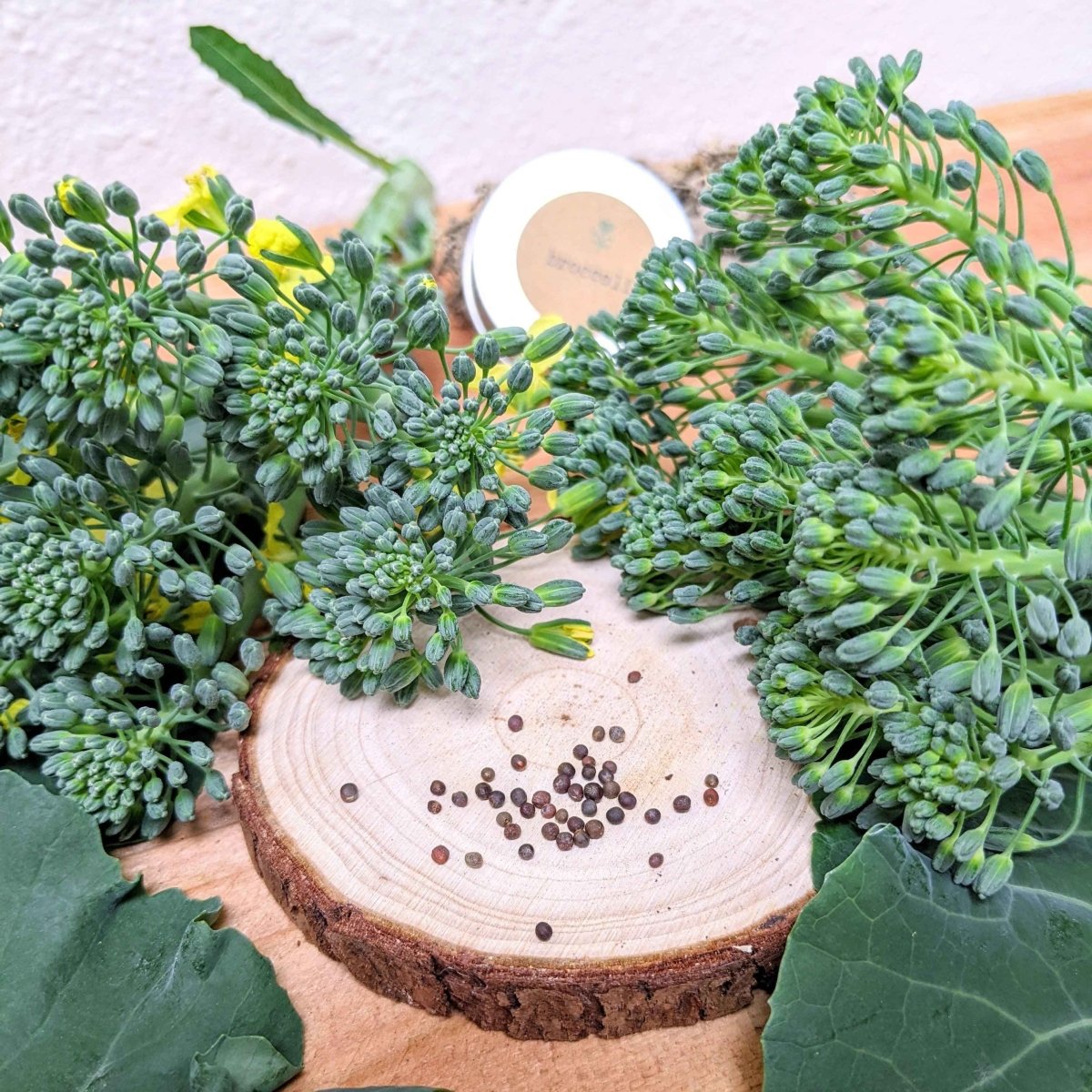 Organic broccoli seeds tin with seeds scattered on wooden slice