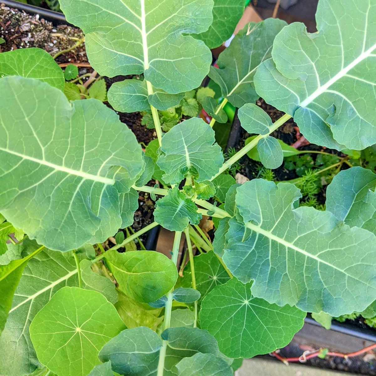 Broccoli seedlings with large green leaves growing in soil
