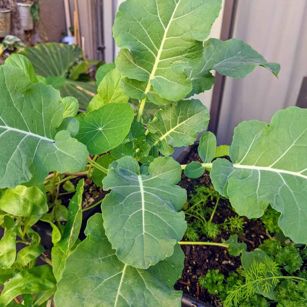 Broccoli plants in a garden bed with dense green leaves