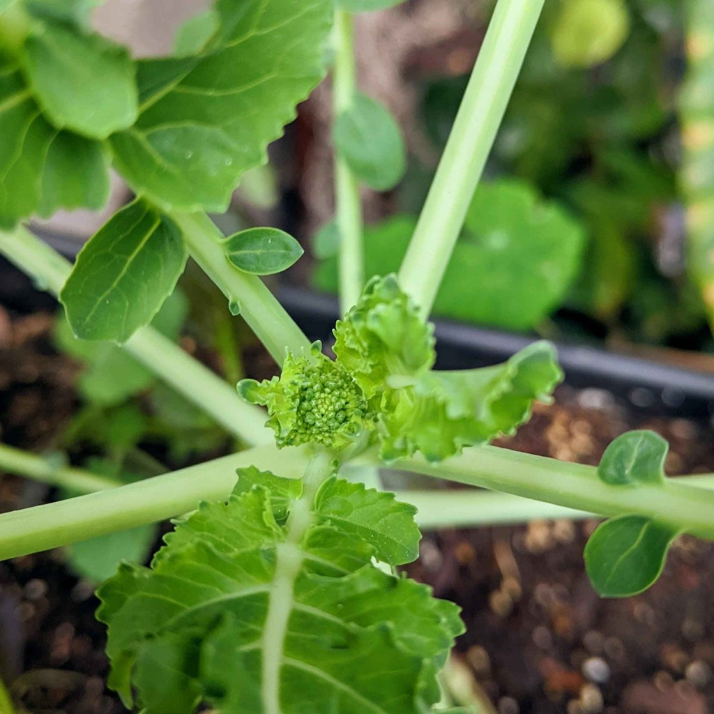 Small broccoli sprout with young florets and leafy stems