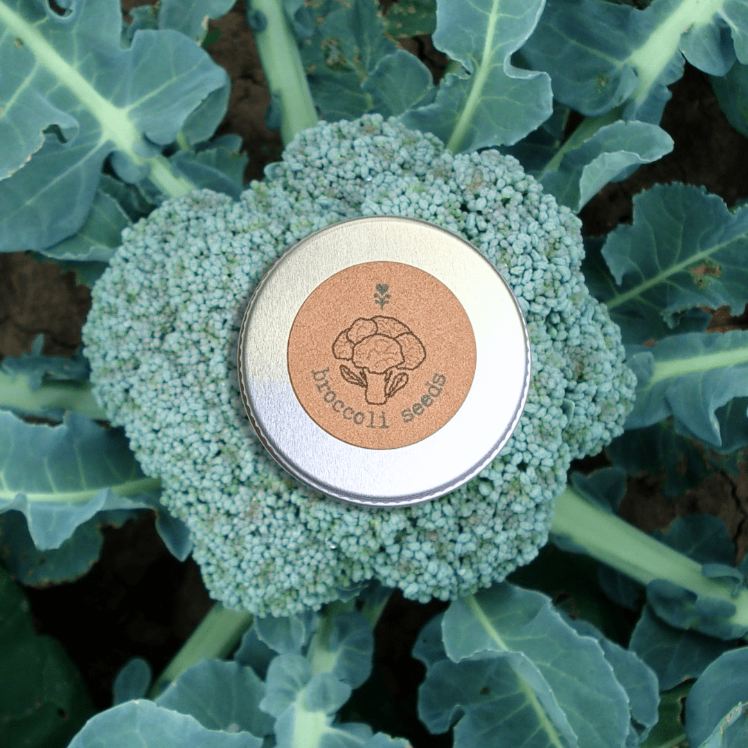 Organic broccoli seeds tin resting on green broccoli florets