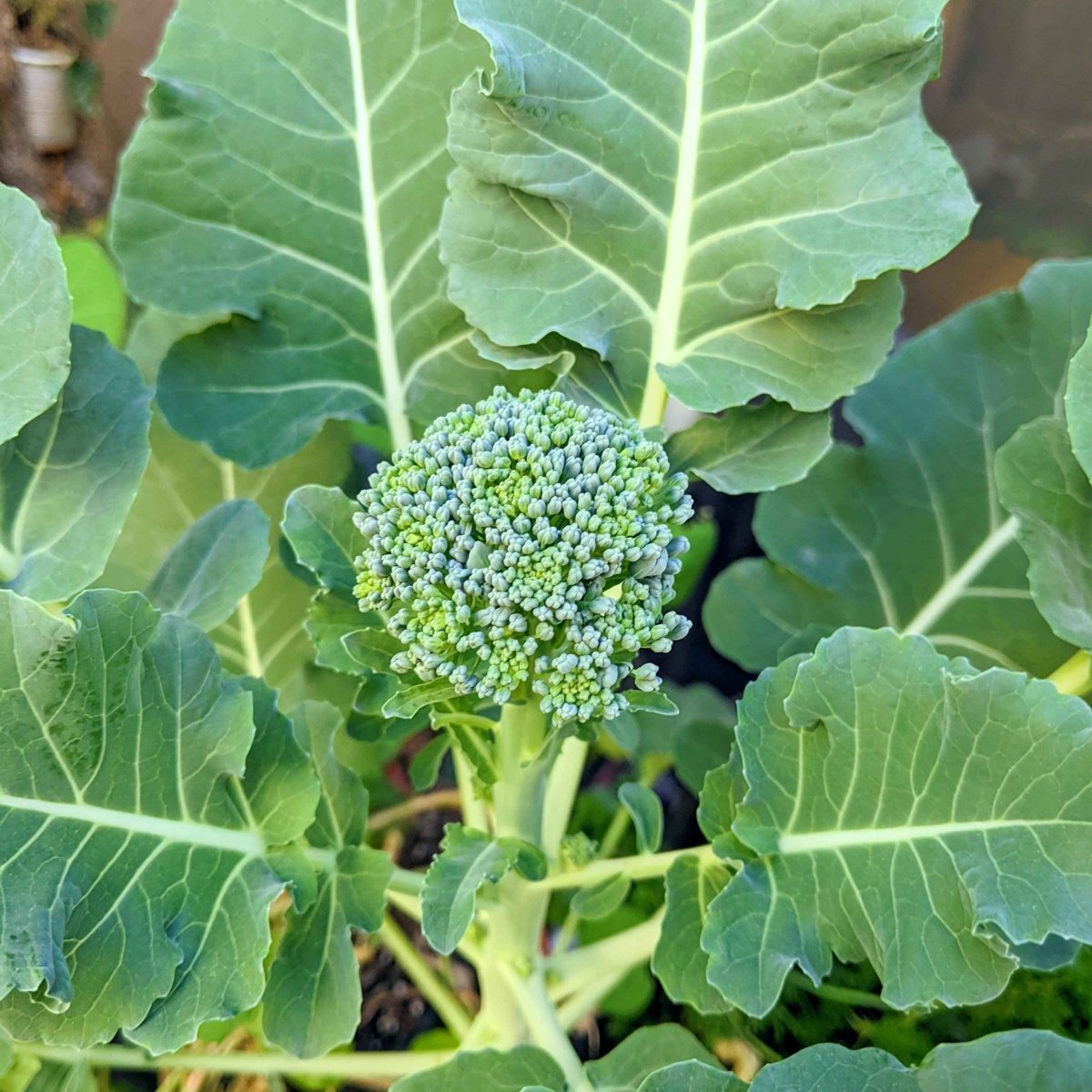Green broccoli head growing among broad leafy plants