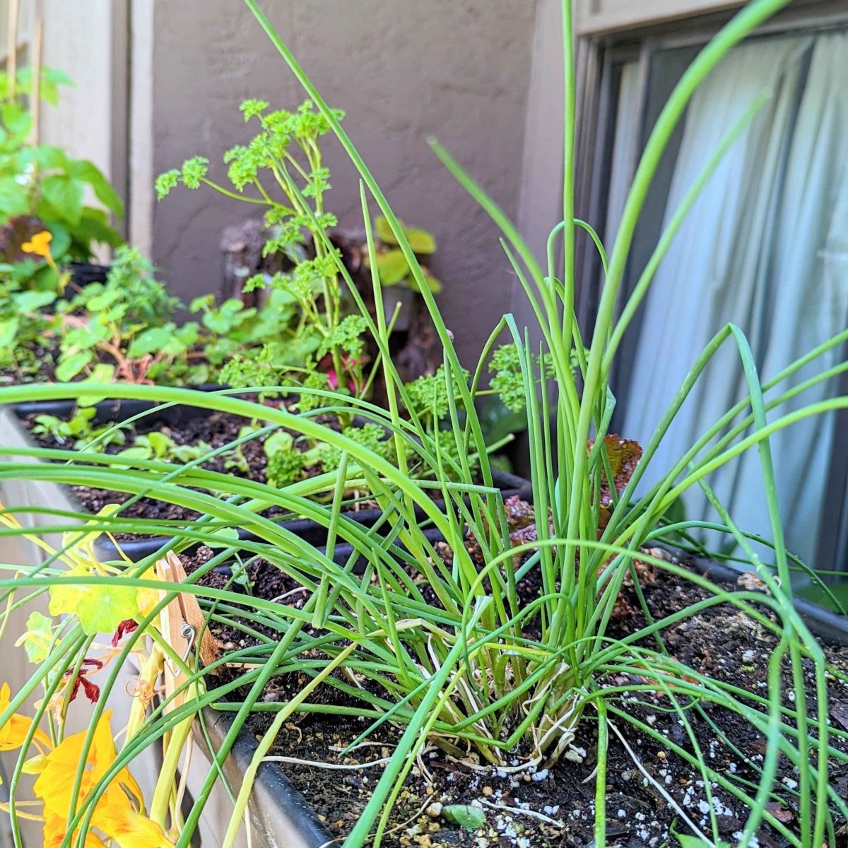 Organic chive seeds planted in outdoor soil bed with green chive foliage and purple tips