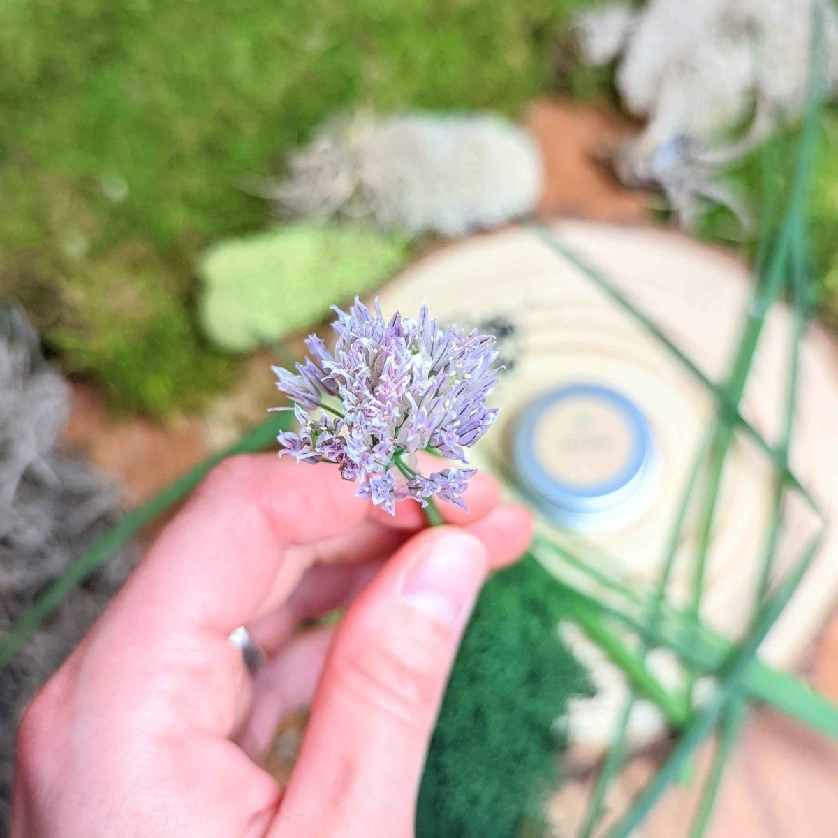Organic chive seeds shown with a hand-held purple chive blossom near the seed tin