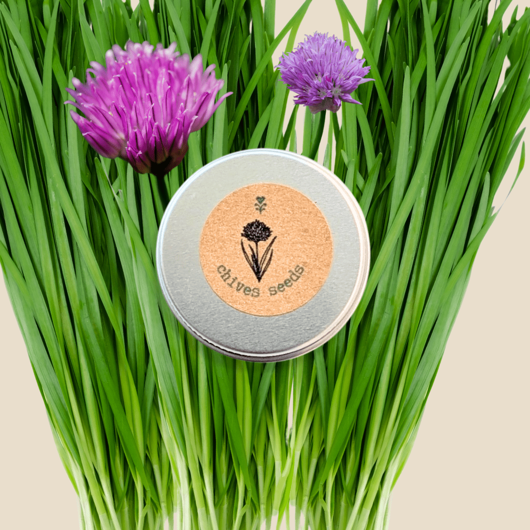 Organic chive seeds tin beside green chive stems with purple flower heads