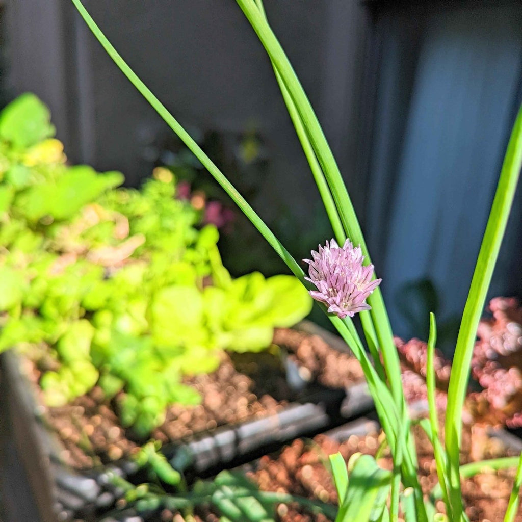 Organic chive seeds growing with tall green chive leaves and a small purple flower