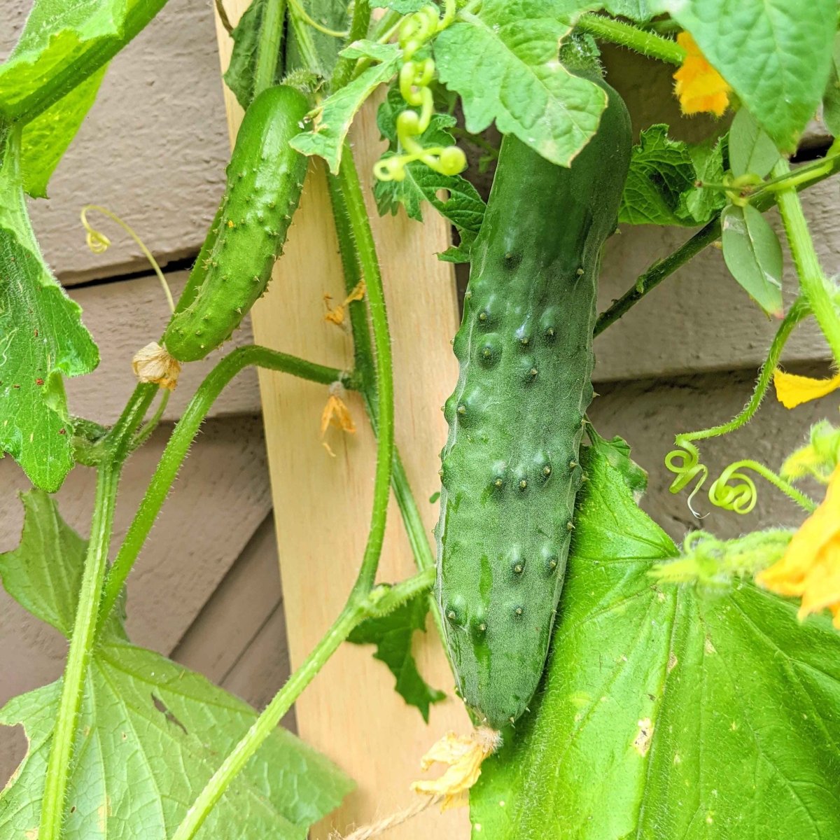 Cucumber vines with green cucumbers and yellow blossoms on a wooden surface