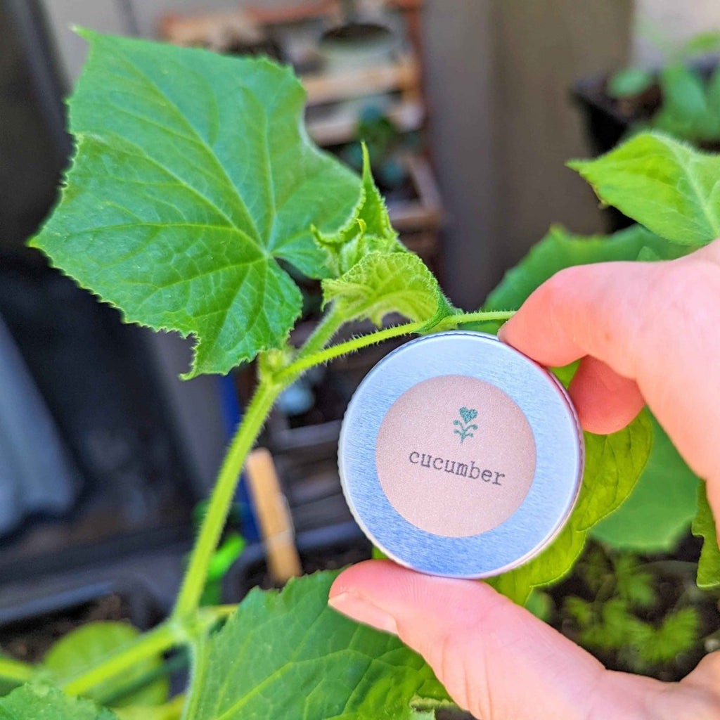 Cucumber seed tin held in a hand among green cucumber leaves