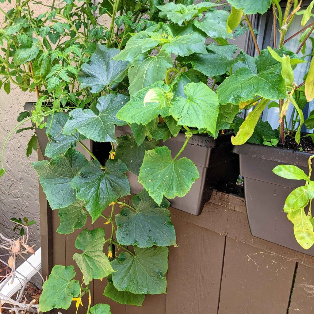 Cucumber plants in container planters with green leaves and sprawling vines