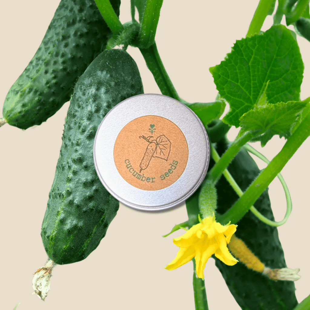 Cucumber seeds tin beside fresh cucumber fruits and yellow blossoms