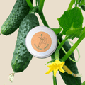 Cucumber seeds tin beside fresh cucumber fruits and yellow blossoms