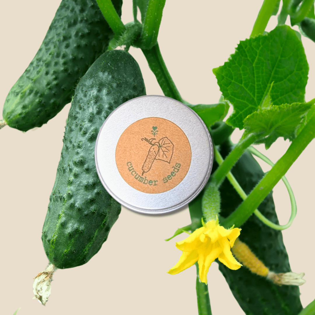 Cucumber seeds tin beside fresh cucumber fruits and yellow blossoms