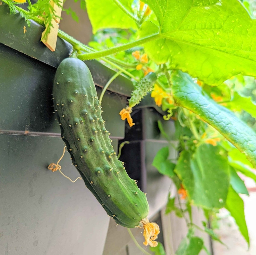 Green cucumber fruit on vine with spines and yellow flowers