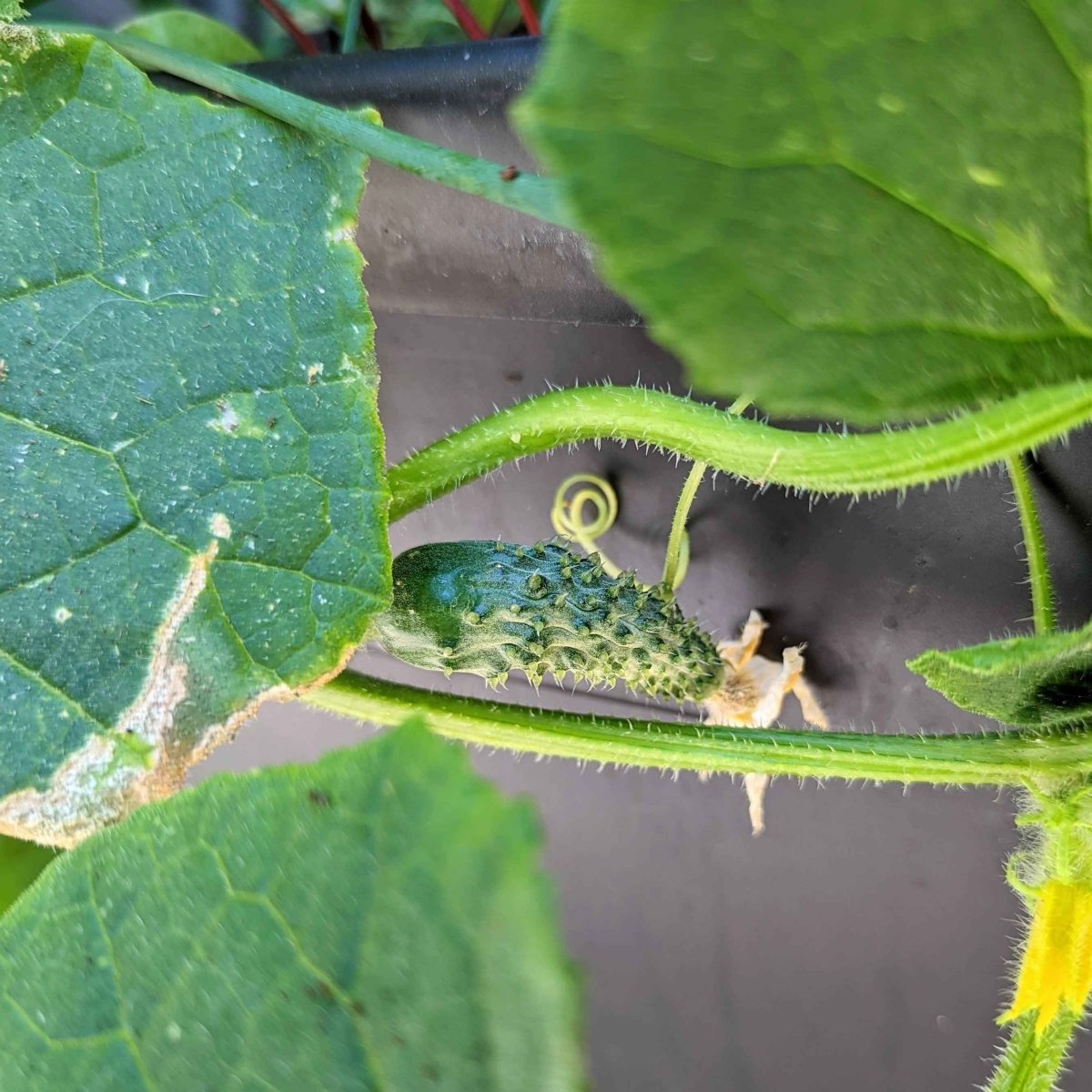 Close-up of cucumber stem, curled tendrils, and green leaves