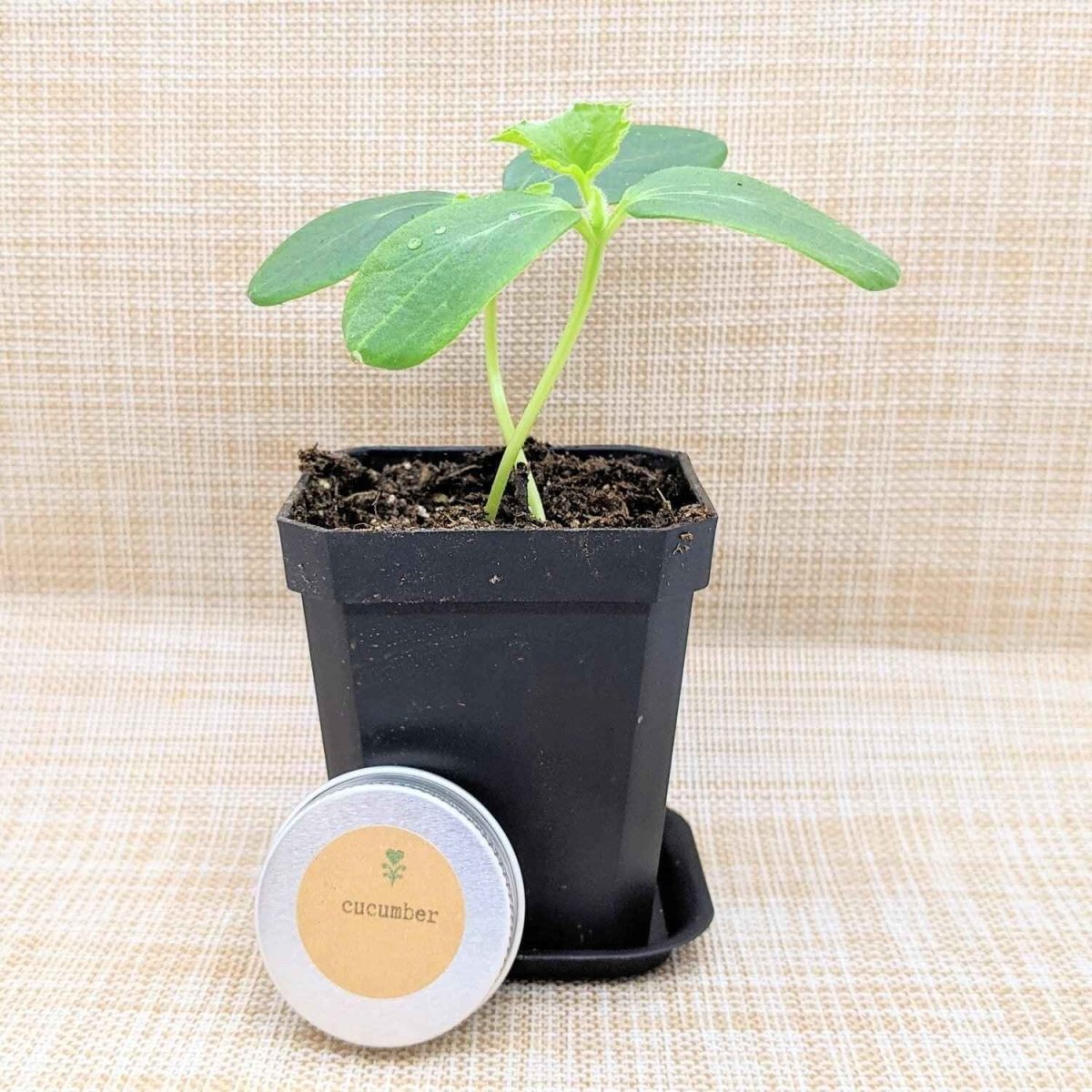Organic cucumber seedling in a black pot with four green leaves