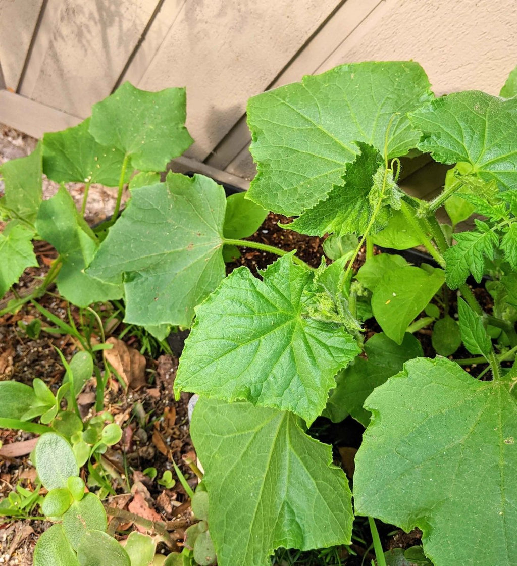 Cucumber plant with large green leaves growing from garden soil