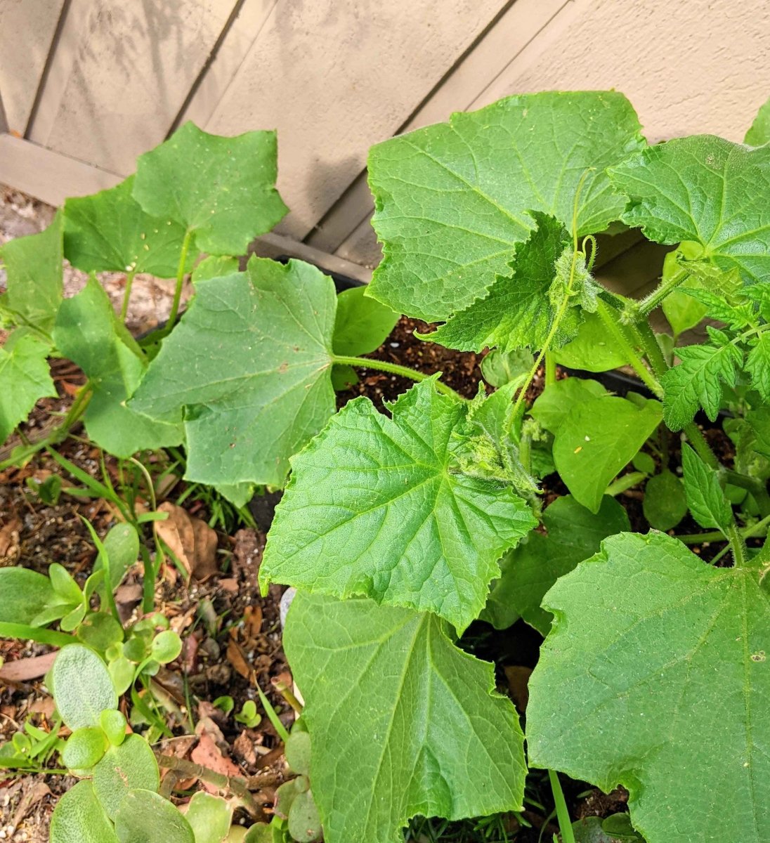 Cucumber plant with large green leaves growing from garden soil