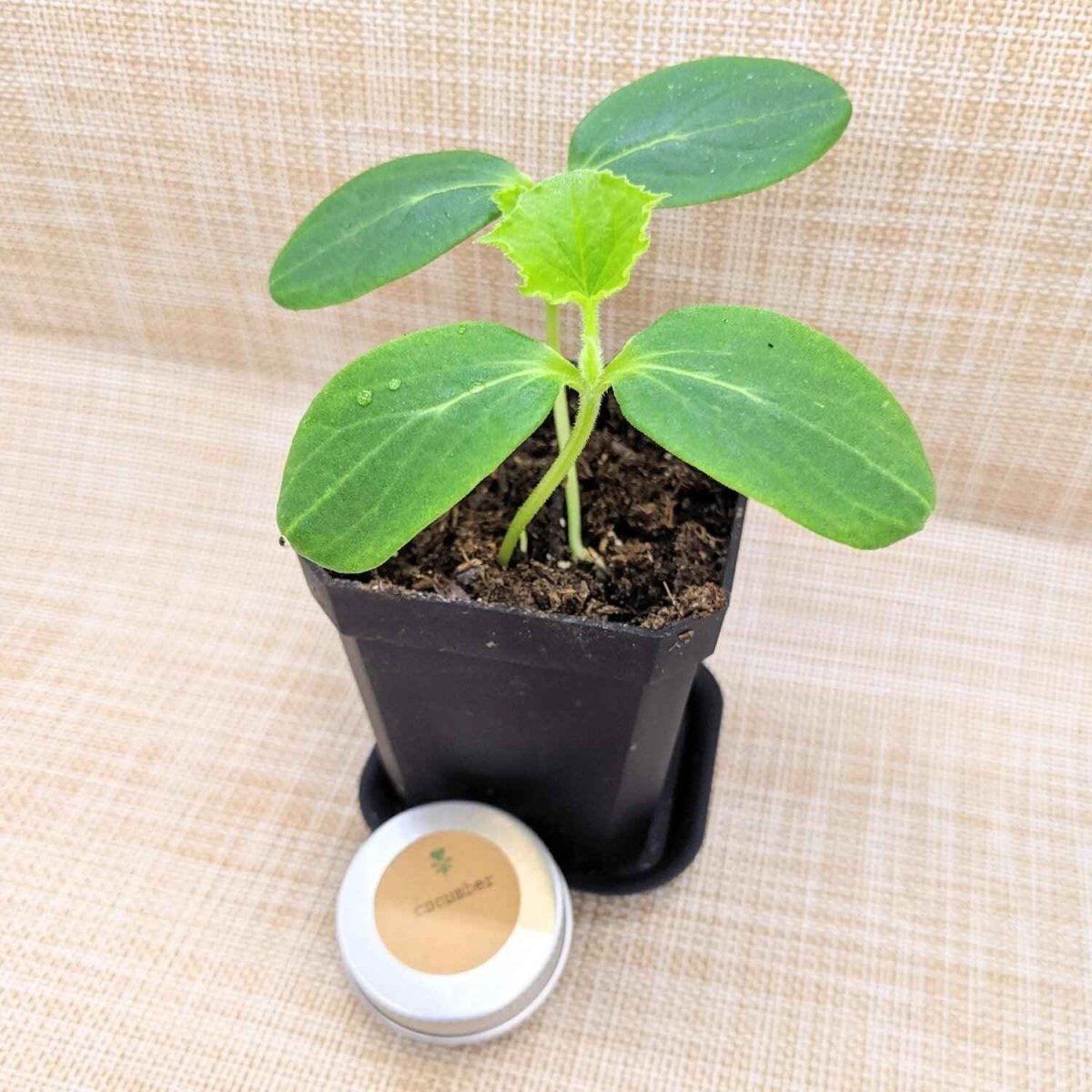 Cucumber seedling in black pot with small round seed tin
