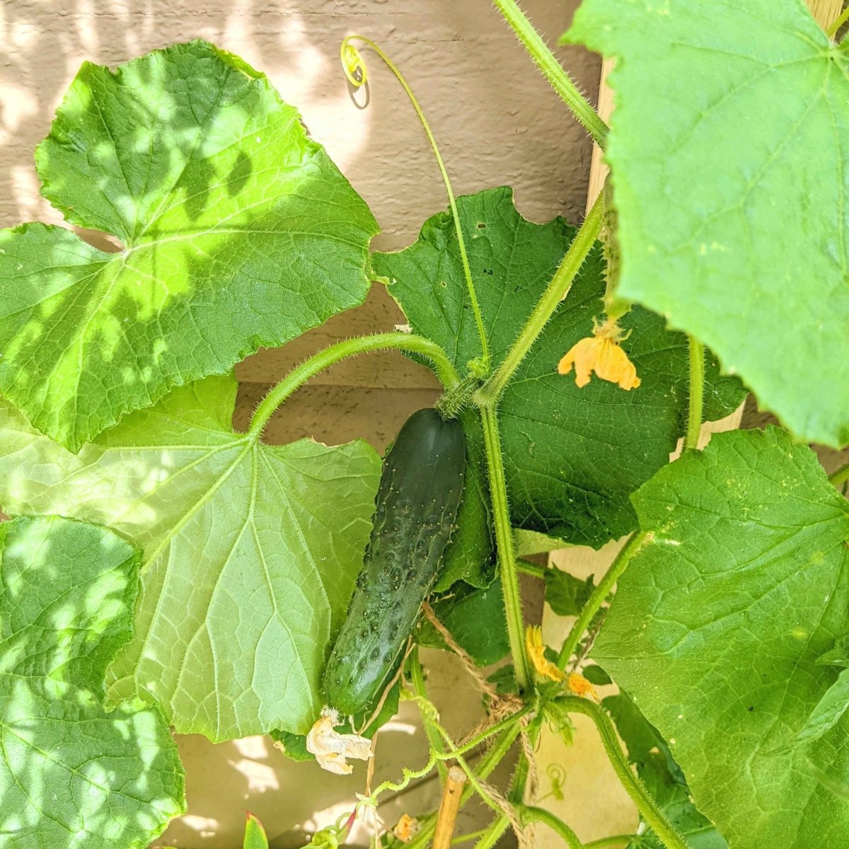 Organic cucumber seeds tin beside green cucumber leaves