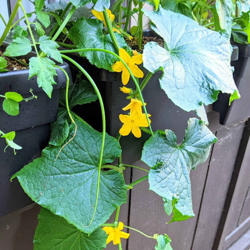 Cucumber plant in planters with green leaves and yellow blossoms