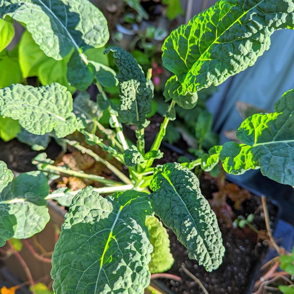 Kale plant with textured green leaves in garden bed