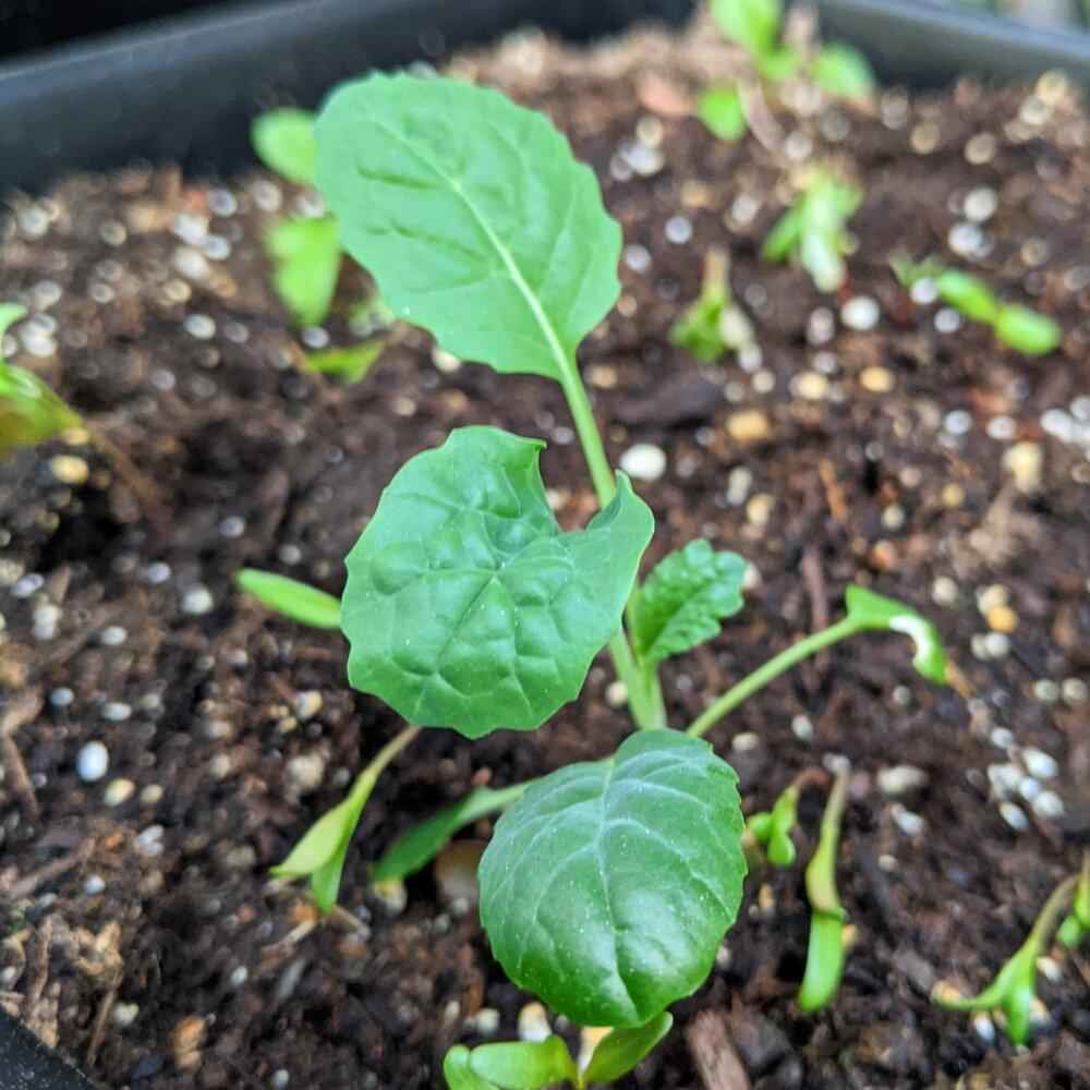Young kale plant growing from dark soil with broad green leaves