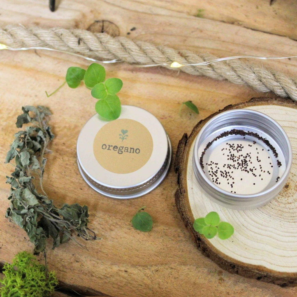 Organic oregano seeds tin and open jar of seeds with dried oregano on wood