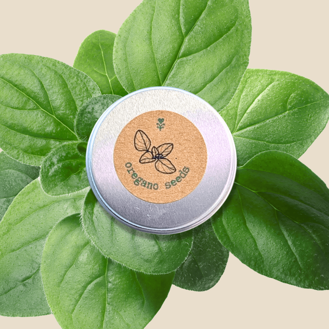 Organic oregano seeds tin with label, nestled among fresh green oregano leaves