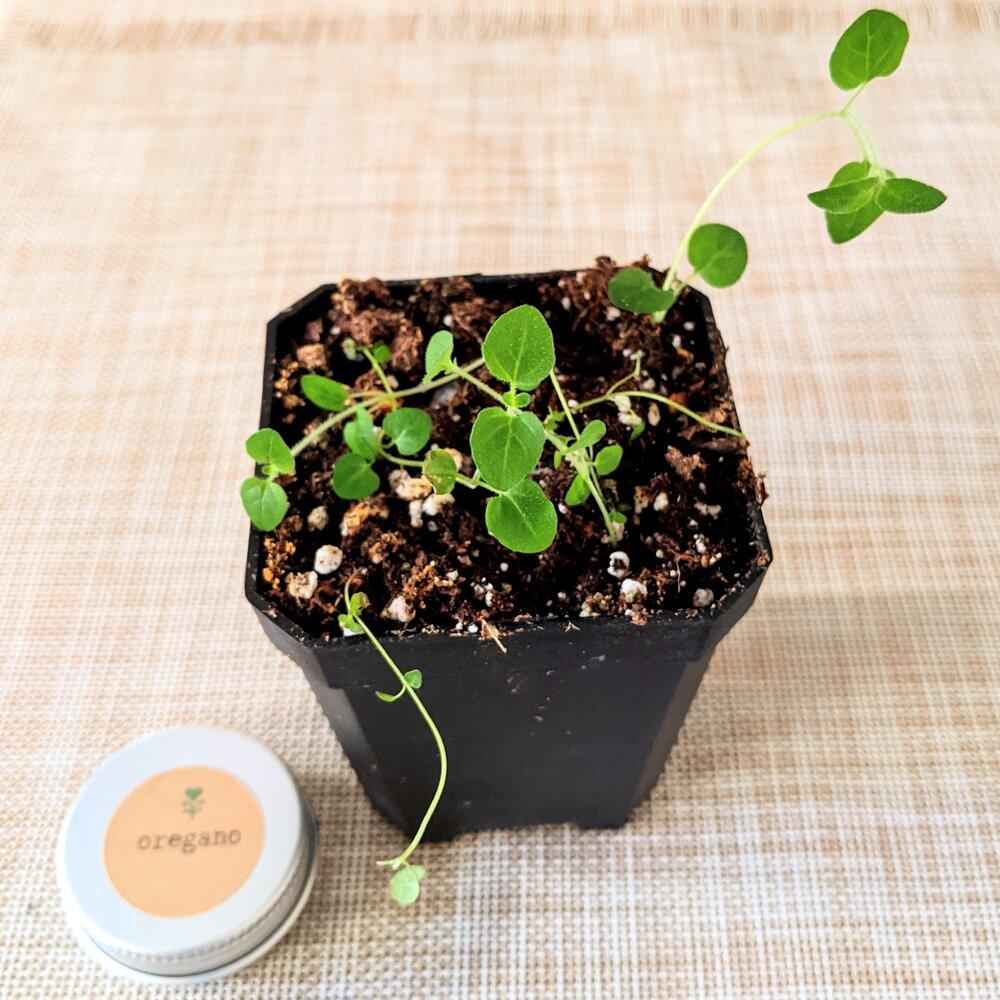 Organic oregano seedlings in a black grow pot with seed tin on the side