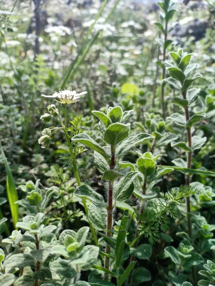Oregano plants growing in a lush garden bed with small white flower heads