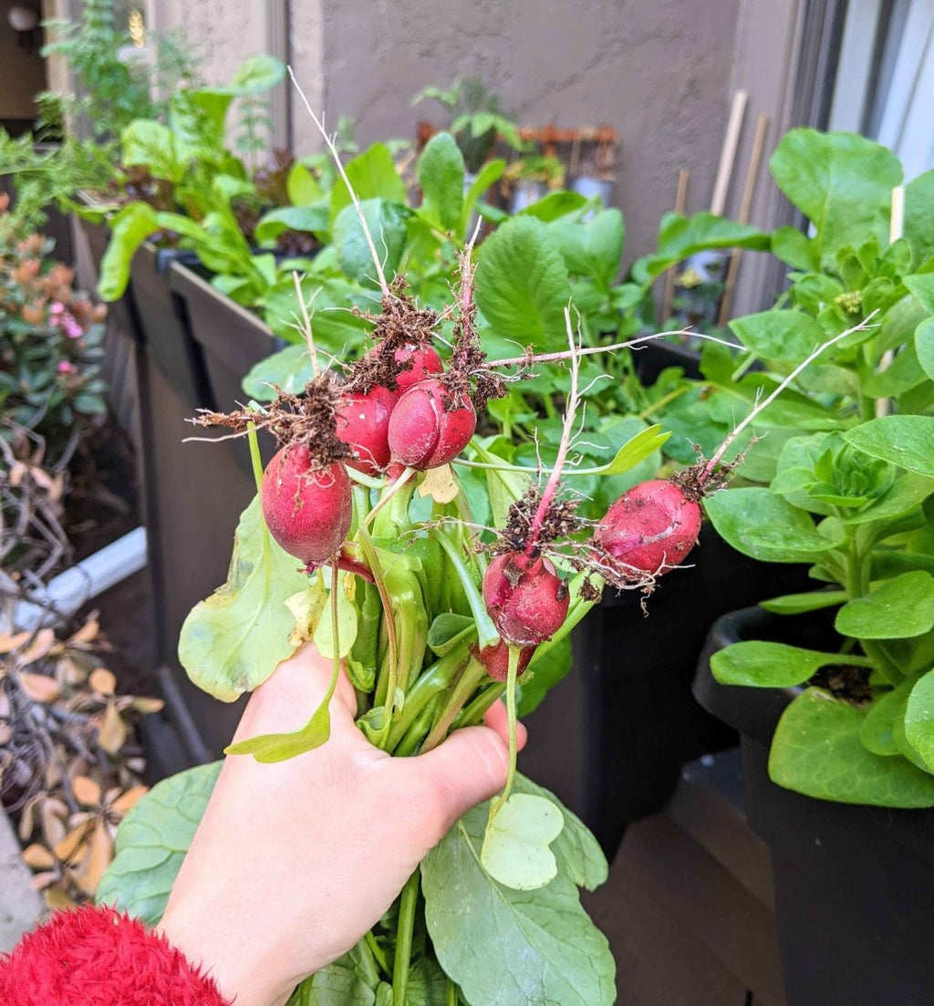 Hand holding a bunch of red radishes with green leaves from a planter