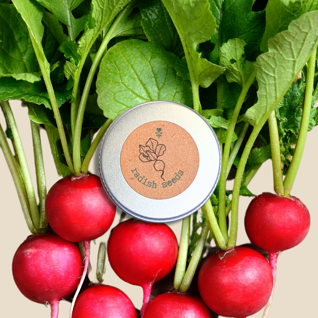 Organic radish seeds tin with red radishes and green leaves