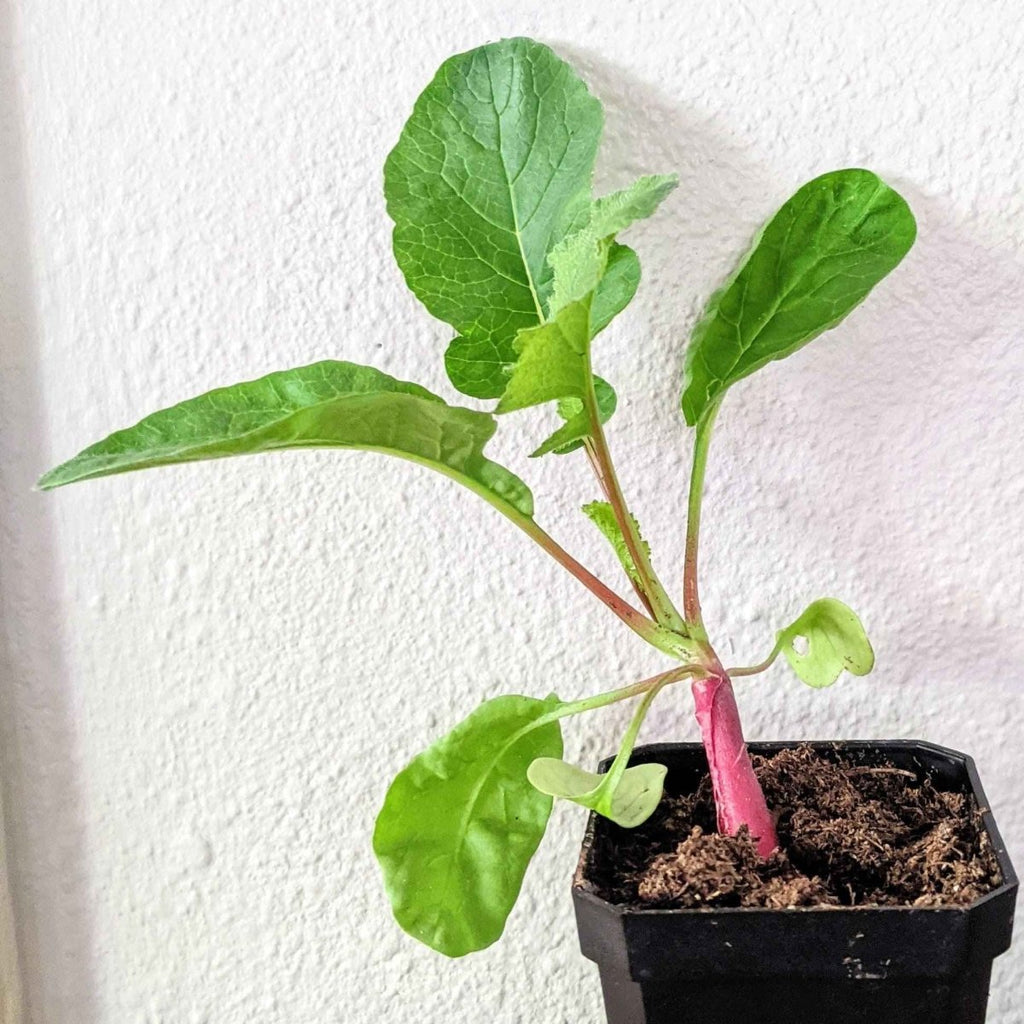 Organic radish seedling in black pot with green leaves and red root