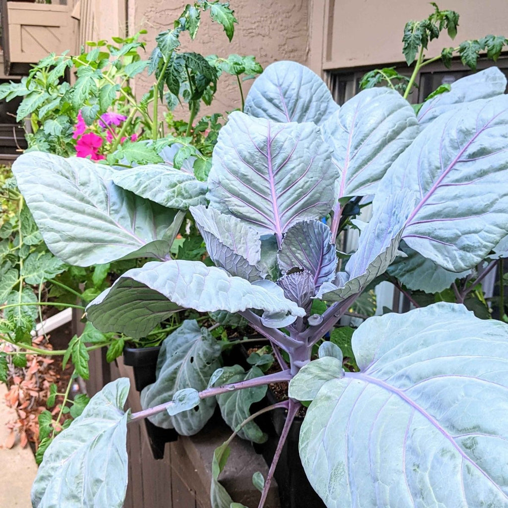 Organic red cabbage plants in containers with large blue-green leaves and purple stems