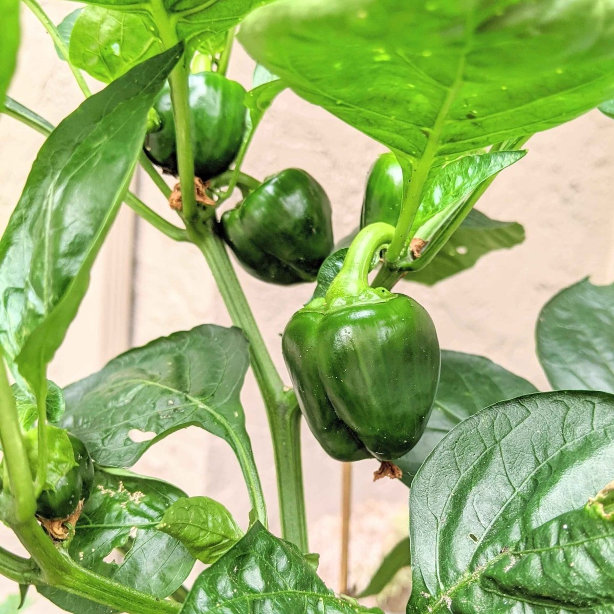 Green sweet pepper plant with glossy leaves and multiple green peppers on stems