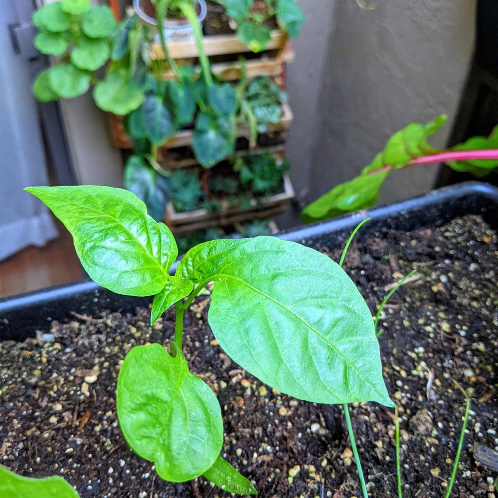 Pepper seedling with bright green leaves growing in dark soil