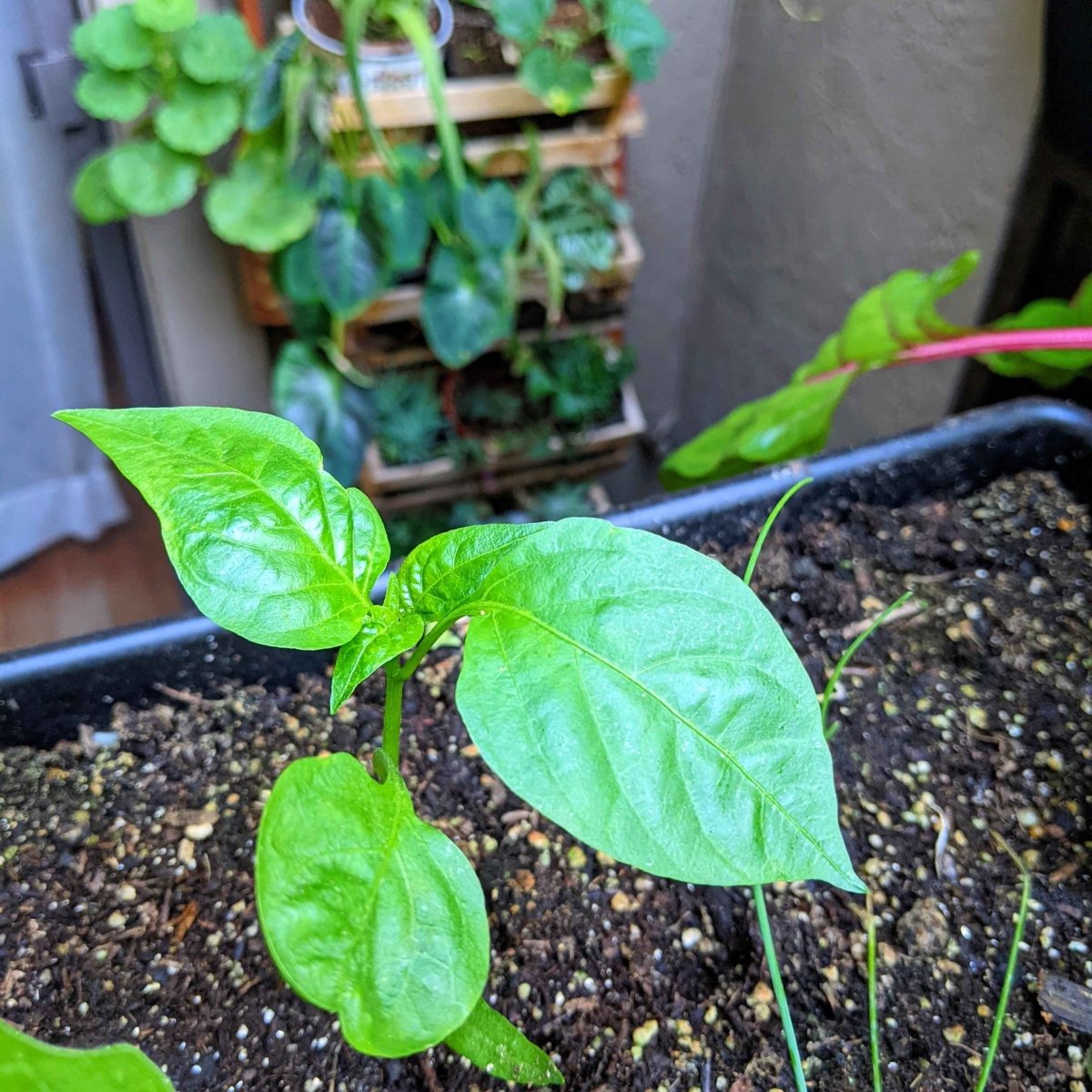 Pepper seedling with bright green leaves growing in dark soil