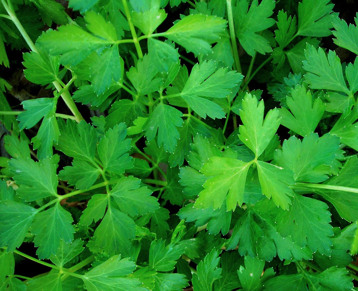Green parsley herb leaves in a dense cluster