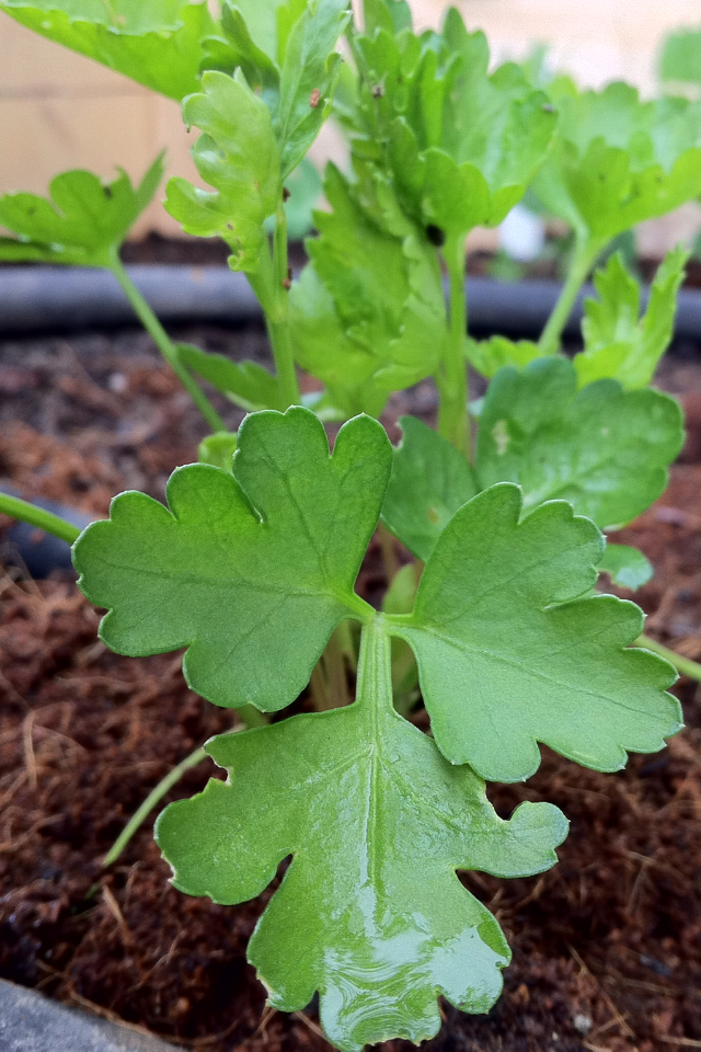 Young parsley plant with bright green, three-lobed leaves in soil