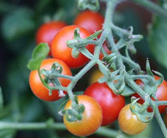 Tomatoes on the vine with mixed orange, red, and yellow fruit