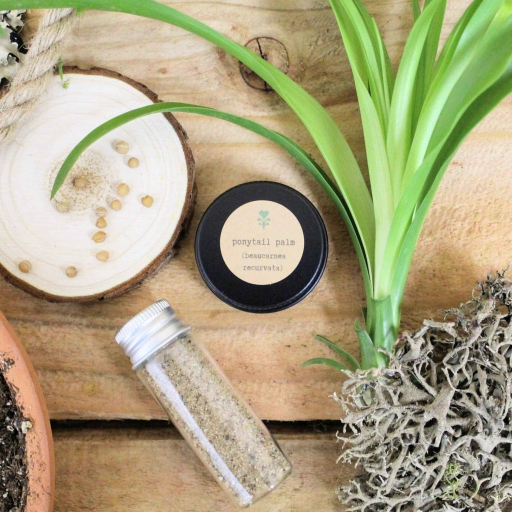 Pet-friendly houseplant seed collection: ponytail palm seed tin, vial, and live plant leaves