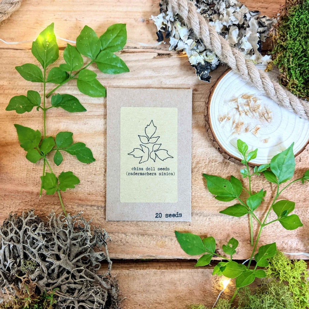 Pet-friendly houseplant seed collection: china doll seed packet (20 seeds)