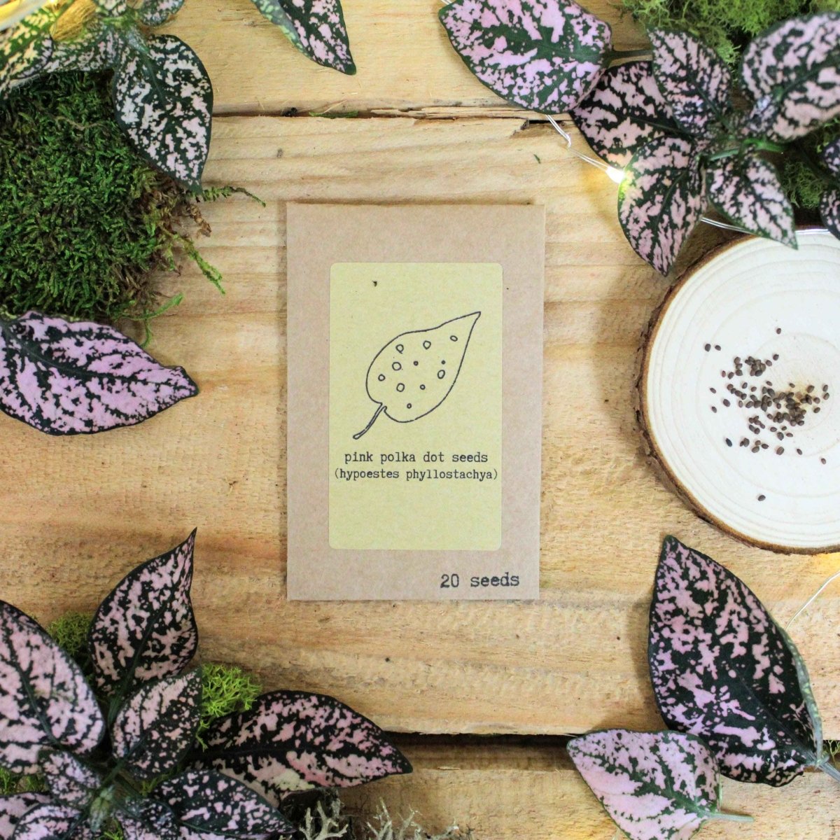 Pet-friendly houseplant seed collection: pink polka dot seed packet (20 seeds)
